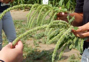 Waterhemp Control and Seedling Identification | OSU Extension Brown County