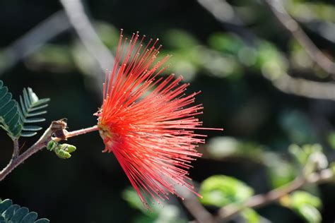 Visiting the Desert Botanical Garden – Jaeger's Blog