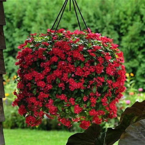 Vinca Seeds | Flower Plant Seeds Online