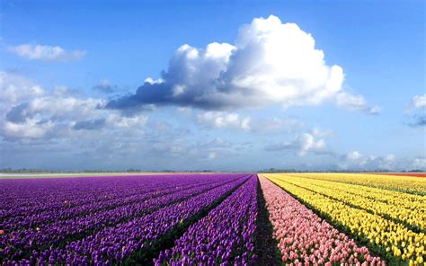 Campos de Flores na Holanda - Arquidicas