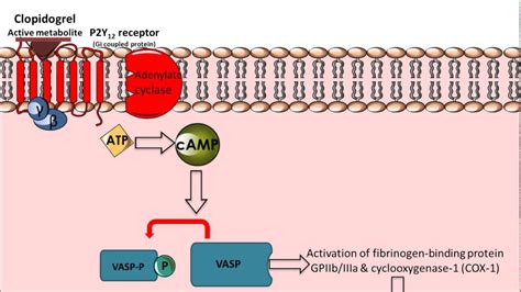 Clopidogrel - Mechanism of Action - YouTube