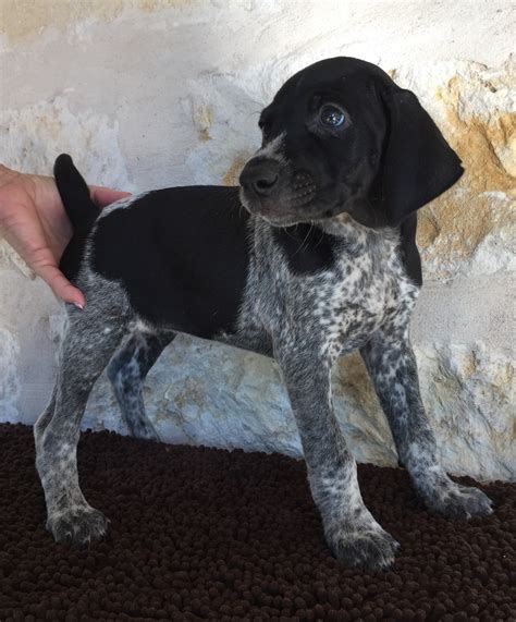 German Shorthaired Pointer Puppies Hypoallergenic