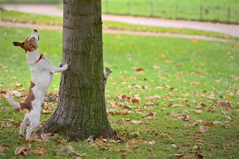 Why Do Dogs Chase Squirrels? - Newsweek