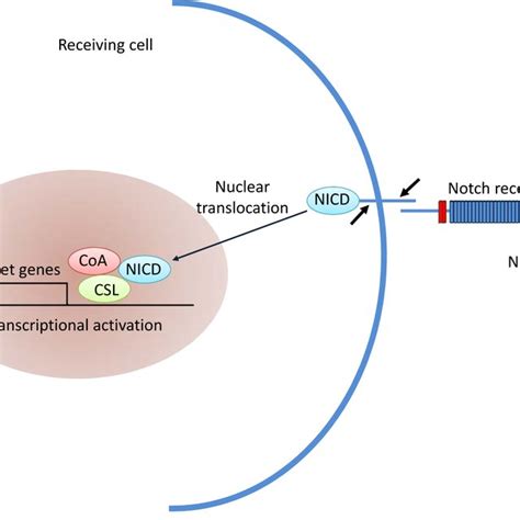 Notch signaling pathway. | Download Scientific Diagram