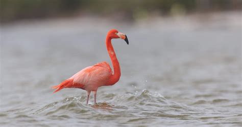 Flamingos are Florida locals | Thumb up