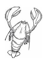 Lobsters coloring Pages  Free Coloring sketch template