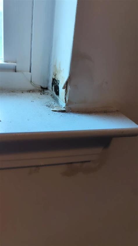 Water damage? Is this mold? What should we do next? - Home Improvement Stack Exchange