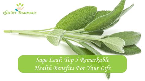 Sage Leaf: Top 5 Remarkable Health Benefits For Your Life