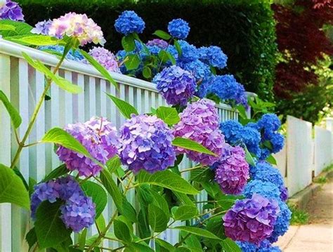 🔥 [69+] Hydrangea Wallpapers | WallpaperSafari