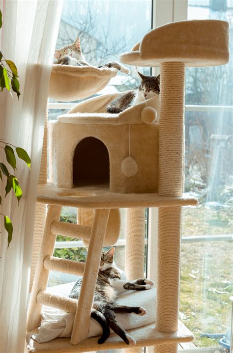 Homemade Kitten Houses