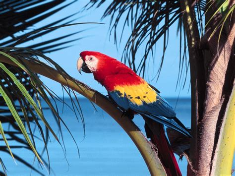 Macaw Parrot Wallpapers | Fun Animals Wiki, Videos, Pictures, Stories