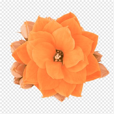 Petal Cut flowers, height scale, orange, flower, cut Flowers png | PNGWing