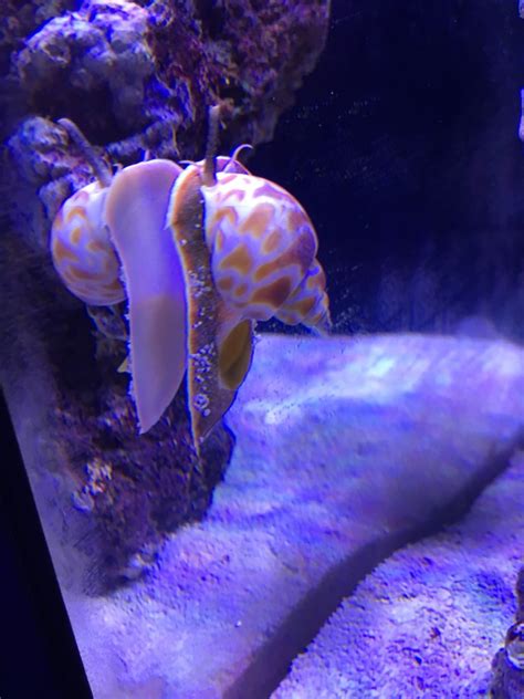 Beginner Topic - Best in Shell: Snails for the Reef Aquarium | Reef2Reef