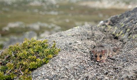 Education Resource: The mountain pygmy-possum: On the edge | NSW National Parks