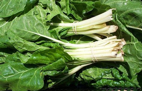 Swiss Chard - Nutrition Facts, Health Benefits, Substitute and Pictures