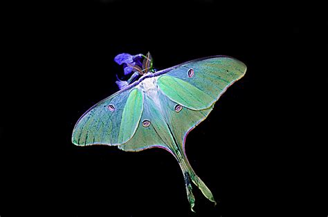 Luna Moth - RoseMarker Photo (39052205) - Fanpop