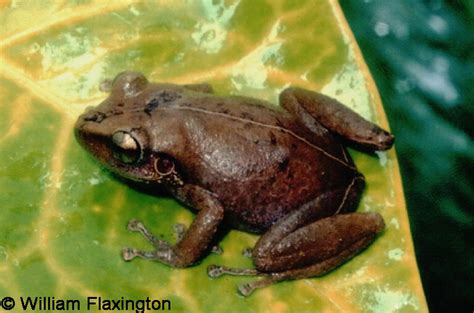 Common Coquí - Eleutherodactylus coqui