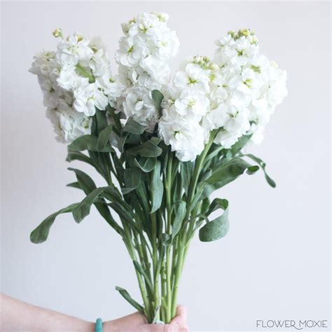 The 25 Most Beautiful White Flowers You Need to Know About