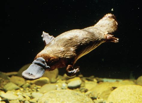 Platypus, The Egg-Laying Mammal | Amazing Creatures