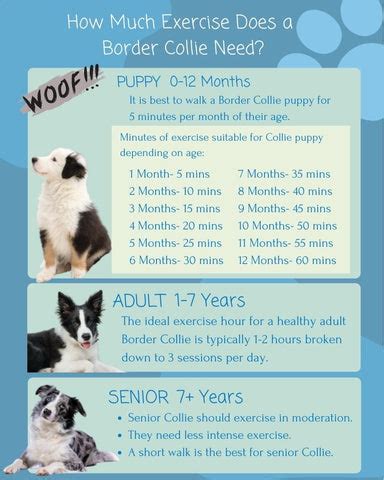 Training Tips For Your Border Collie Puppy - https://bordercolliedude.com/