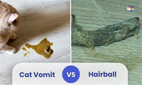 Cat Vomit vs Hairball: Symptoms, Causes & Treatment