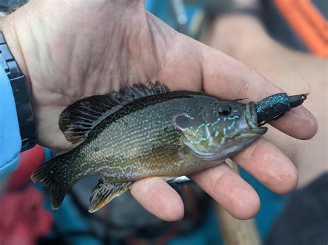 Green sunfish are so crazy. Poor little guy had no business eating my Ned rig. : r/Fishing