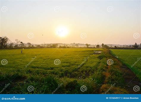 Morning Rice Field View, Chiang Rai Stock Image - Image of nweather ...