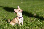 Chihuahua dog looking up grass field featuring chihuahua, elevated view, and | Animal Stock ...