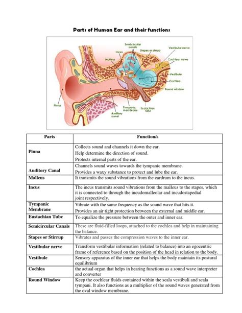 Parts of Human Ear and Their Functions