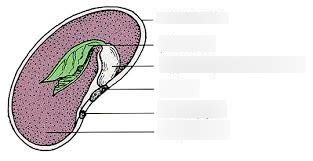 Seed Anatomy Diagram | Quizlet