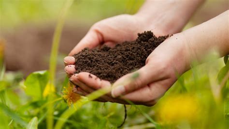 9 Best Soil Fertilizer for 2024 | Storables