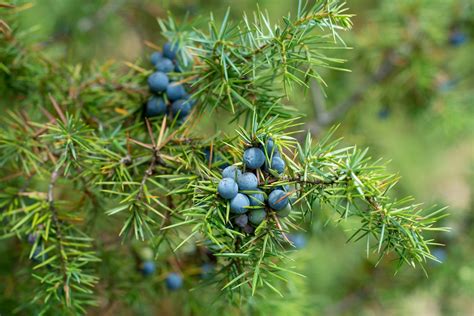 Winter Berries for Flower Arrangements