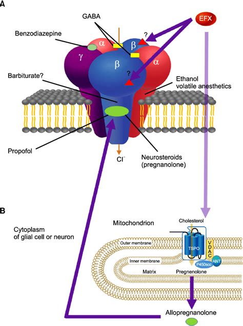 Schematic action mechanism of etifoxine (EFX). Hypothetical schematic ...