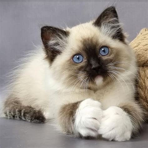 Registered Breeders of Ragdoll Kittens | Mountain Hollow Ragdolls