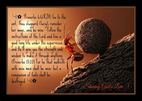 ╰⊰ 'Proverbs 6:6(KJV) Go to the ant, thou sluggard (lazy); consider her ways, and be wise ...