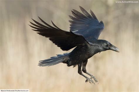 Raven Bird Facts, Pictures & In-Depth Information for Kids and Adults