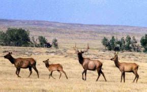 Welcome to Thunder Basin Grasslands Prairie Ecosystem Assocation