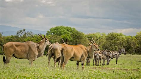 Aberdare National Park | Kenya Wildlife Safari Destinations