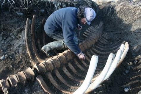 Massive Skeleton of Extinct Sea Cow Found on a Remote Beach in Siberia