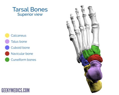 Bones of the Foot | Tarsal bones - Metatarsal bone | Geeky Medics