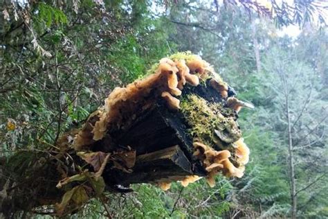 Is a Rotting Log an Ecosystem? - Wildlife Informer