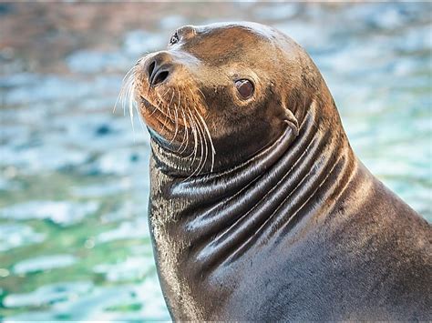 California Sea Lion | Online Learning Center | Aquarium of the Pacific