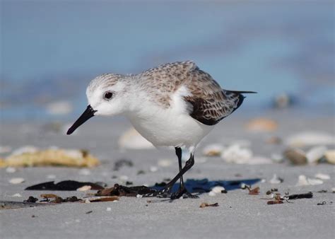 Very, very, very small shorebirds. | Nikon Cafe