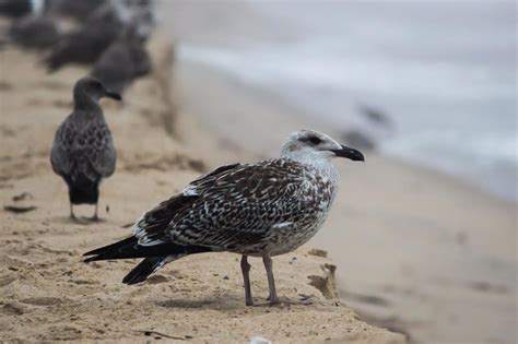 Free Stock Photo of Caspian gull | Download Free Images and Free Illustrations