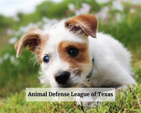 Animal Defense League of Texas