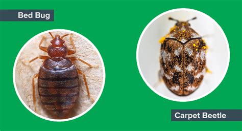 Carpet beetles vs bed bugs | Western Exterminator