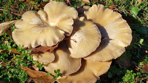 Pleurotus ostreatus, Winter Oyster mushroom - YouTube