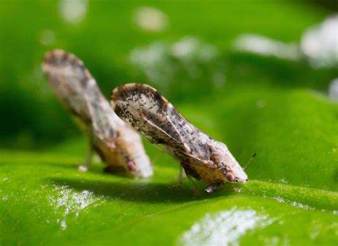 Citrus greening: First "effective" treatment found - FreshFruitPortal.com