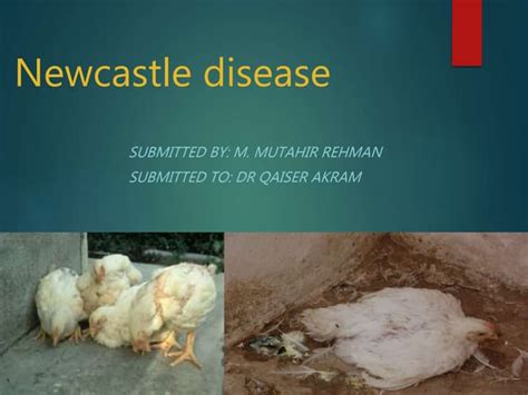 Newcastle disease | PPT | Free Download