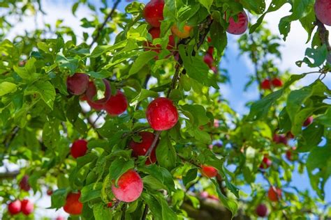 Premium Photo | Red ripe plums on the tree